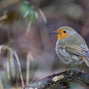 Die sind einfach schön......