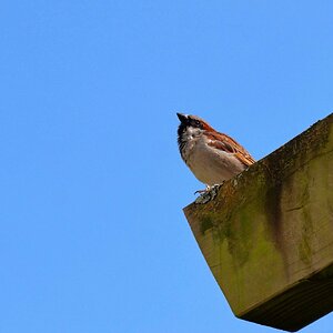 Es pfeift der Spatz vom Dach