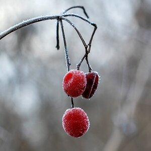 Gefrostete Vogelbeeren