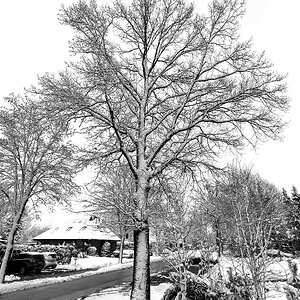 Schneeweiße Eiche II