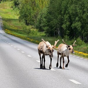 Lapplands wahre Herrren der Strasse