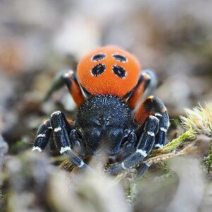 ringelfüßige Röhrenspinne