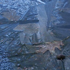 Laub im Eis 21, mit Walnuss 01 © Allmiene GP, G91 - P1011377.jpg