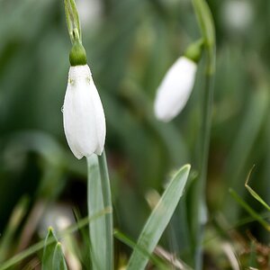 Schneeglöckchen