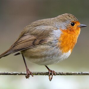 Rotkelchen in Startposition