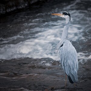 soll ich oder soll ich nicht....