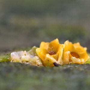 Blümchen auf Totholz