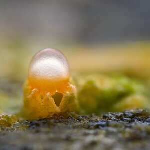 gemeiner Kugelschneller