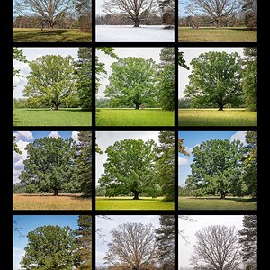 Mein Lieblingsbaum 2025