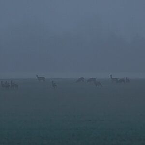 Rehe im Nebel.