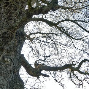 Eiche original - für die sw-Spielerei.