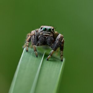 Dunkler Sichelspringer