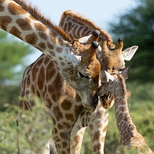 Auch Giraffen haben Gefühle