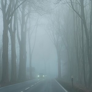 Unter den ganz hohen Buchen