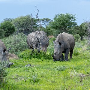 Zu Fuß - ganz nah dran