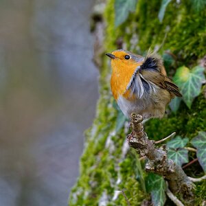 Ziemlich windig heute.....