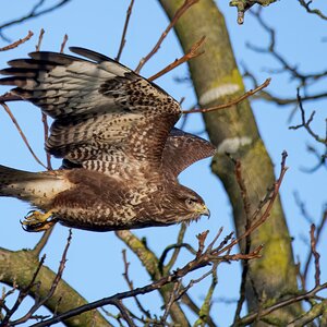 Bussard im Flug