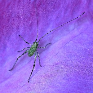 Südliche Sichelschrecke