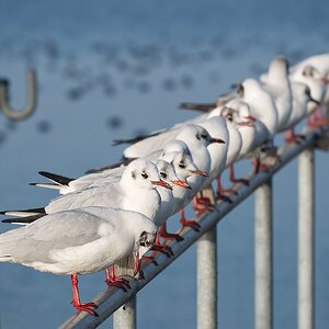 Kunstflieger... ruhend