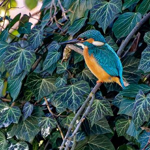 Yessssss......hab dich