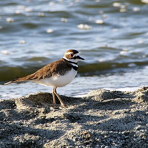 Killdeer