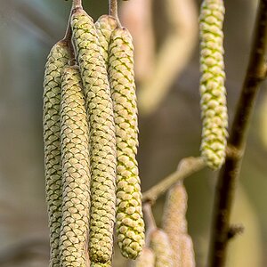 Hasel Blütenkätzchen