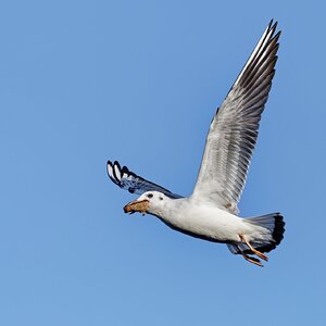 Butterbrot geklaut   (Nicht meins)