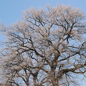 Raureif trifft Eiche