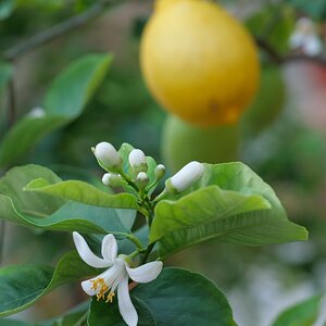 "Kennst du das Land, wo die Zitronen blühn, ..."