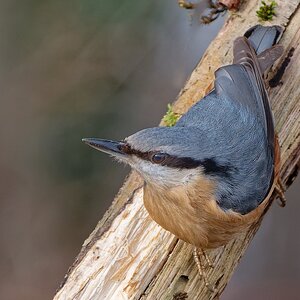 Kleiber hat was gesichtet......