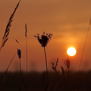 Im Gegenlicht der untergehenden Sonne.