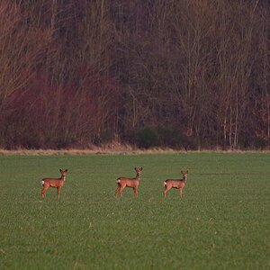 Drei auf einen Streich.