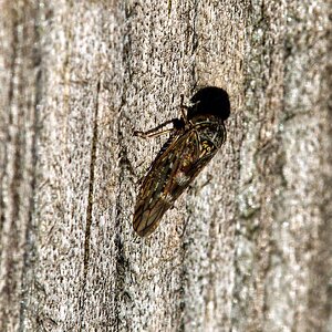 Erste Sonnenanbeter dieses Jahr I