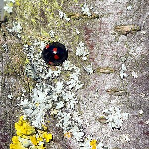 Erste Sonnenanbeter dieses Jahr II