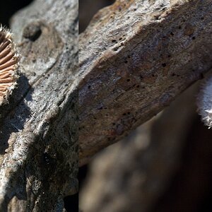 Gemeiner Spaltblättling