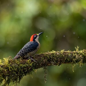 Schläfenfleckspecht
