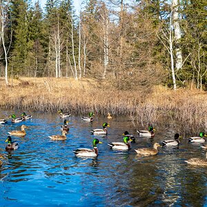 Schnattern Treffpunkt