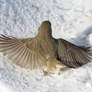 ein schöner Rücken........