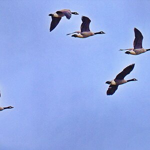 Die Vorhut in Richtung Norden.