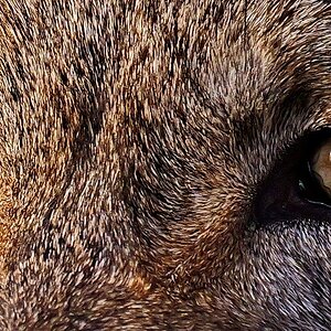 "Spiel mir das Lied vom Tod"