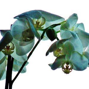 Orchidee im Gegenlicht