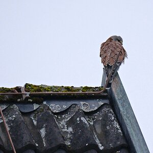 ein schöner Rücken ........