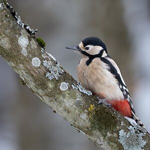 am aufsteigenden Ast