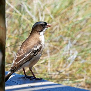 Erst mal beobachten II