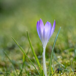 Die Natur erwacht - Fortsetzung