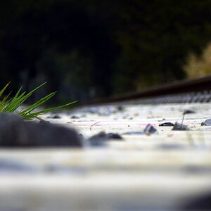 Neues Grün zwischen neuen Schwellen...