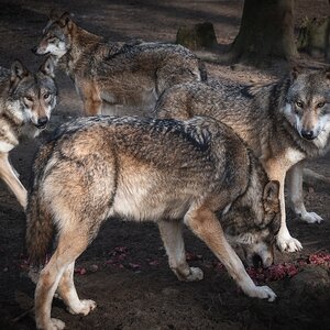 Fütterung wilder Raubtiere