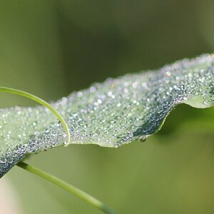 Medium '-umschlungen-' in der Kategorie 'Makro- und Nahaufnahmen'