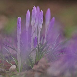 Erste Frühlingsboten.