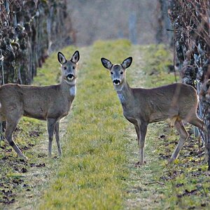 schon wieder dieser Typ